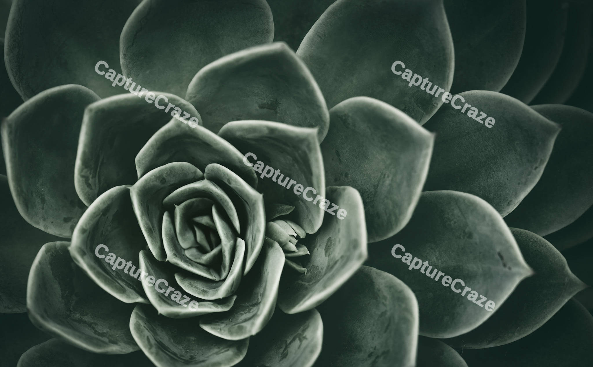 Succulent Plant